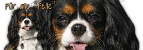 Spardose Cavalier King Charles Spaniel